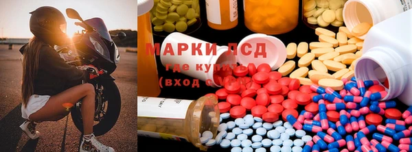 ГАЛЛЮЦИНОГЕННЫЕ ГРИБЫ Осинники